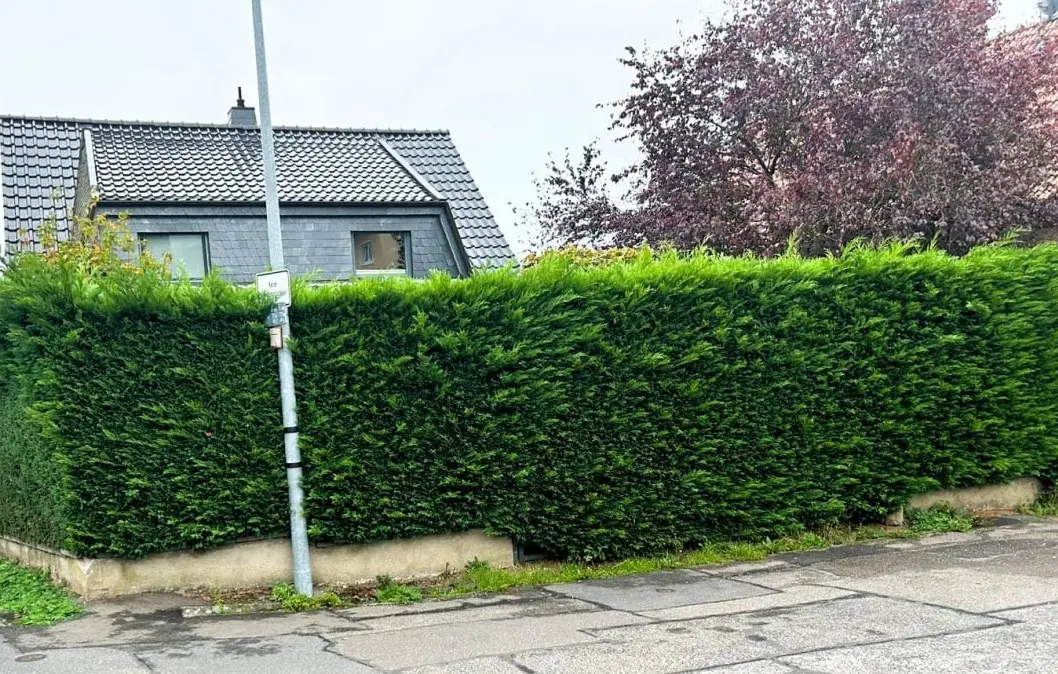 Hecke vor Heckenschnitt